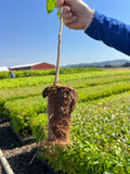 Person holding a plant with roots exposed above ground, set against a background of greenery.