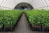 Green plants in black pots arranged in rows inside a greenhouse.