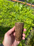 RediRoot 32-cell air-pruning propagation plug with fertilizer showing root development