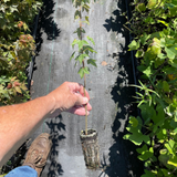 Person holding a small plant in a paper pot with a textured wall and greenery in the background