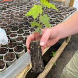 Person holding a small plant over a tray of seedling pots.