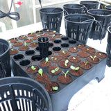 Seedling trays with small plants in a greenhouse setting