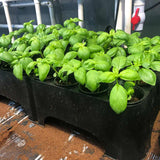 Basil plants in black pots on a brown surface with a dark background