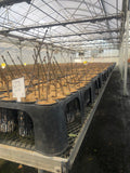 RediRoot 32-cell rack and cup air-pruning propagation system in greenhouse