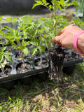Hand holding a small tomato plant with roots still attached over a tray of seedlings.