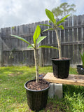 RediRoot 2 gallon plastic aeration pot growing plumeria
