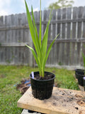 RediRoot 1T aeration pot growing gladioli