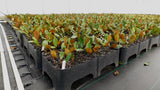Magnolia propagation using RediRoot 32-cell rack and cup system