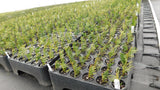 48 cell RediRoot aeration propagation trays
