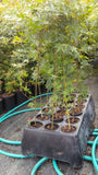 RediRoot quart-size air-pruning propagation cups at commercial nursery