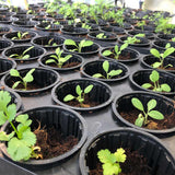 Row of small plants in black pots on a table