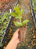 A hand holding a small plant pot with a visible root system, showcasing the RediRoot Aeration Propagation System.