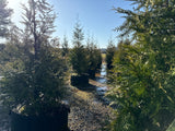 100 gallon green giant trees growing in RediRoot fabric containers.