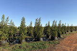 Cryptomeria growing in 65 gallon RediRoot fabric pot