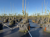 Moonglow magnolia trees growing in 30 gallon RediRoot fabric bags