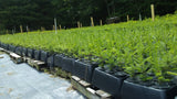 Commercial nursery using RediRoot 18-cell rack and cup propagation system