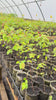 tree seedlings growing in 18 cell paper pot trays by RediRoot