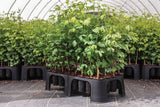 Row of young trees in black pots inside a greenhouse