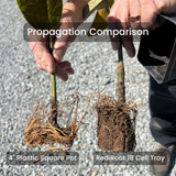 root comparison square plastic pot on left and rediroot 18 cell tray on right