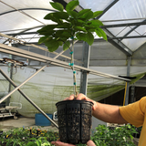 citrus tree growing in rediroot aeration pot
