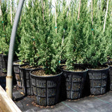 7 gallon rediroot plastic aeration pot growing evergreens