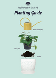 RediRoot planting guide