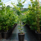 tulip poplar trees growing in 3 gallon rediroot plastic pots