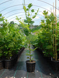 tulip poplar trees growing in 3 gallon rediroot plastic pots