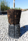 Dense fibrous root system produced by RediRoot 3T plastic air-pruning pot
