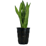 snake plant in 1 gal rediroot aeration pot