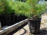 black pine growing in 2 gallong rediroot aeration pot