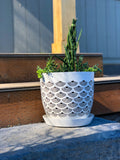 RediRoot-style decorative white container pot with air-pruning-inspired black pattern, showcasing healthy green succulents outdoors.

