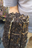japanese mapel tree root system grown in rediroot 1 gallon pot