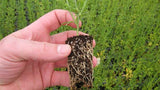 A hand holding a small plant with a root system, in a field with more plants in the background.
