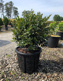 15 gallon rediroot air root pruning pots growing camelia