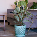 Plant growing in a Misty Mint BREATHE container in a living room