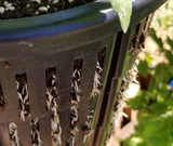 close up shot of root tips poking out of RediRoot plastic air root pruning pot
