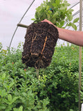 holly growing in 2 gallon rediroot aeration plastic pot